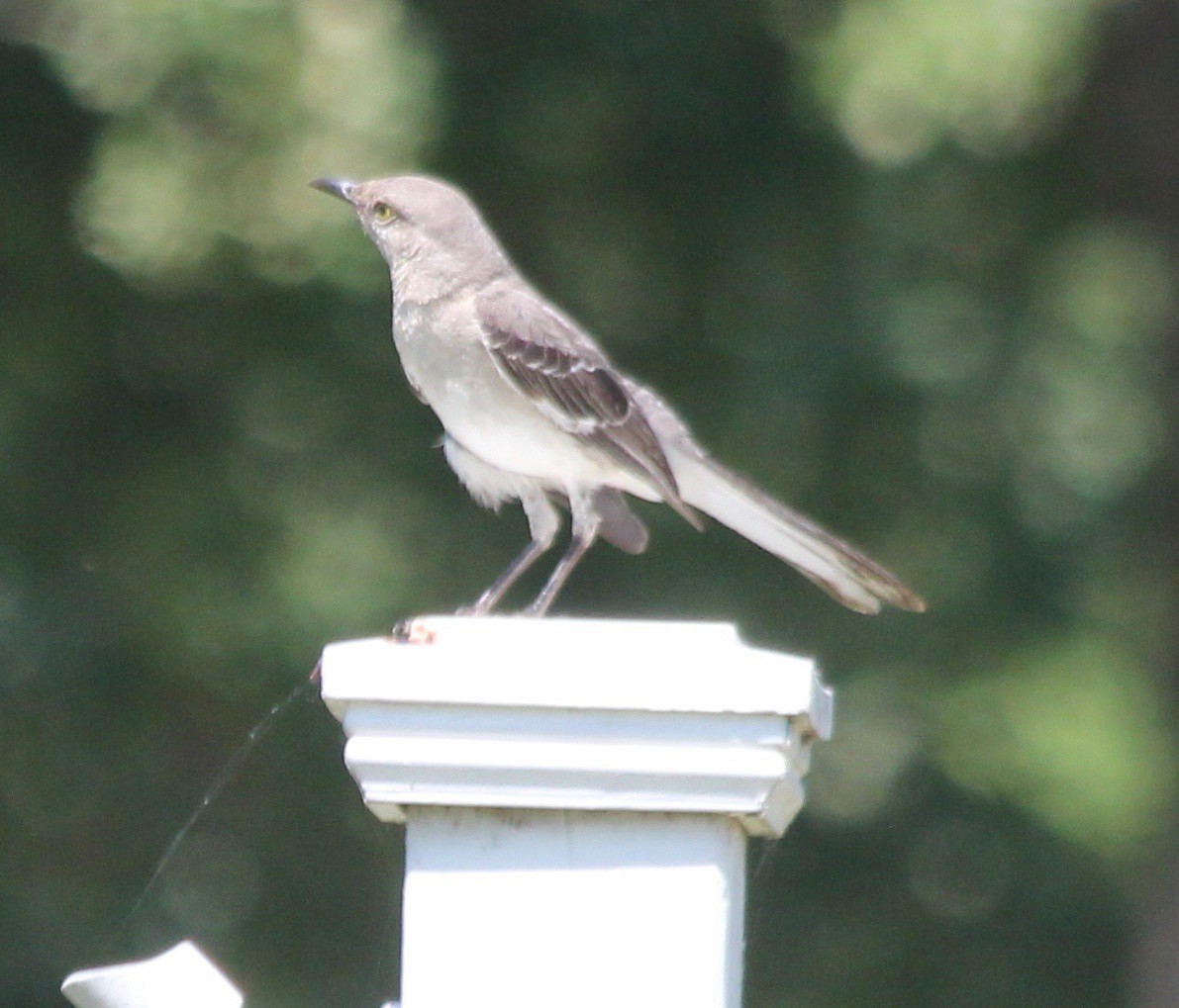 Northern Mockingbird - ML463389951