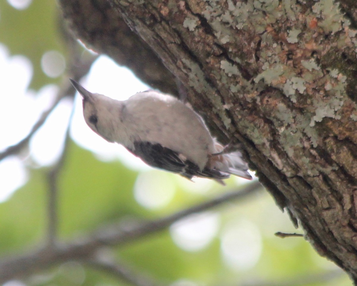 White-breasted Nuthatch - ML463390051