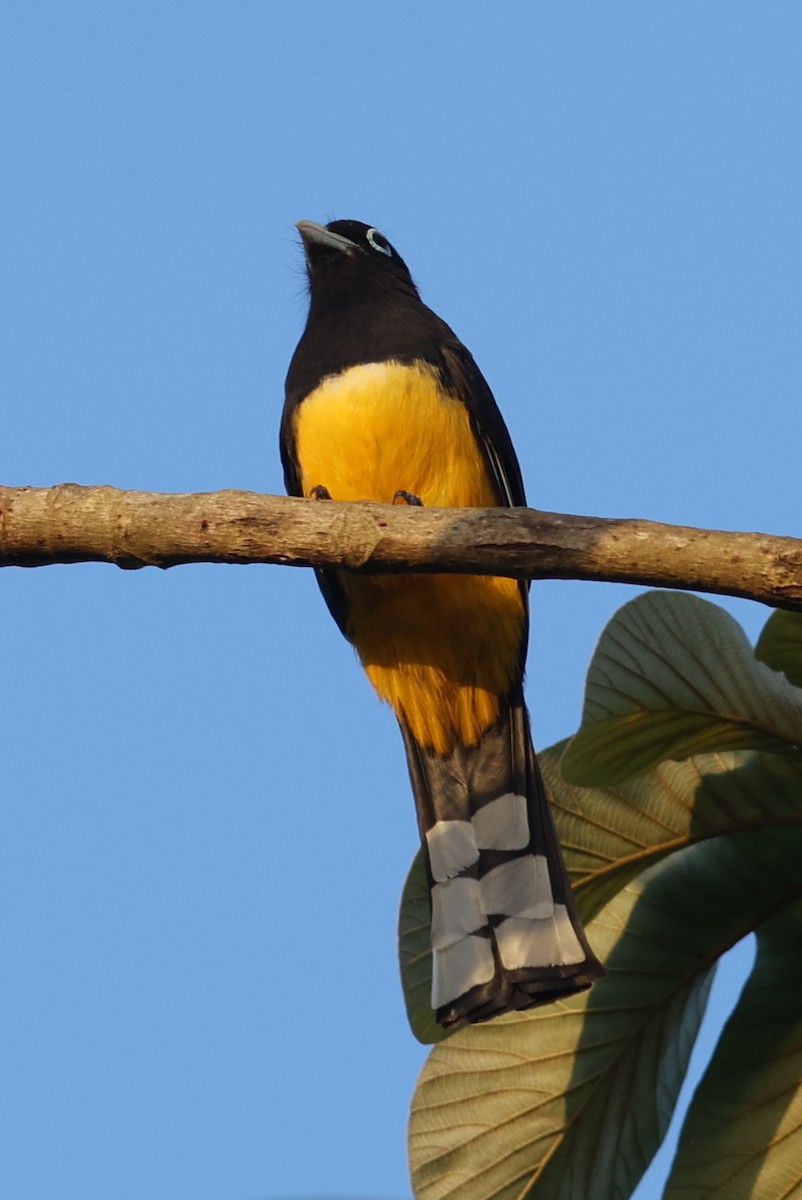 Black-headed Trogon - ML463390231