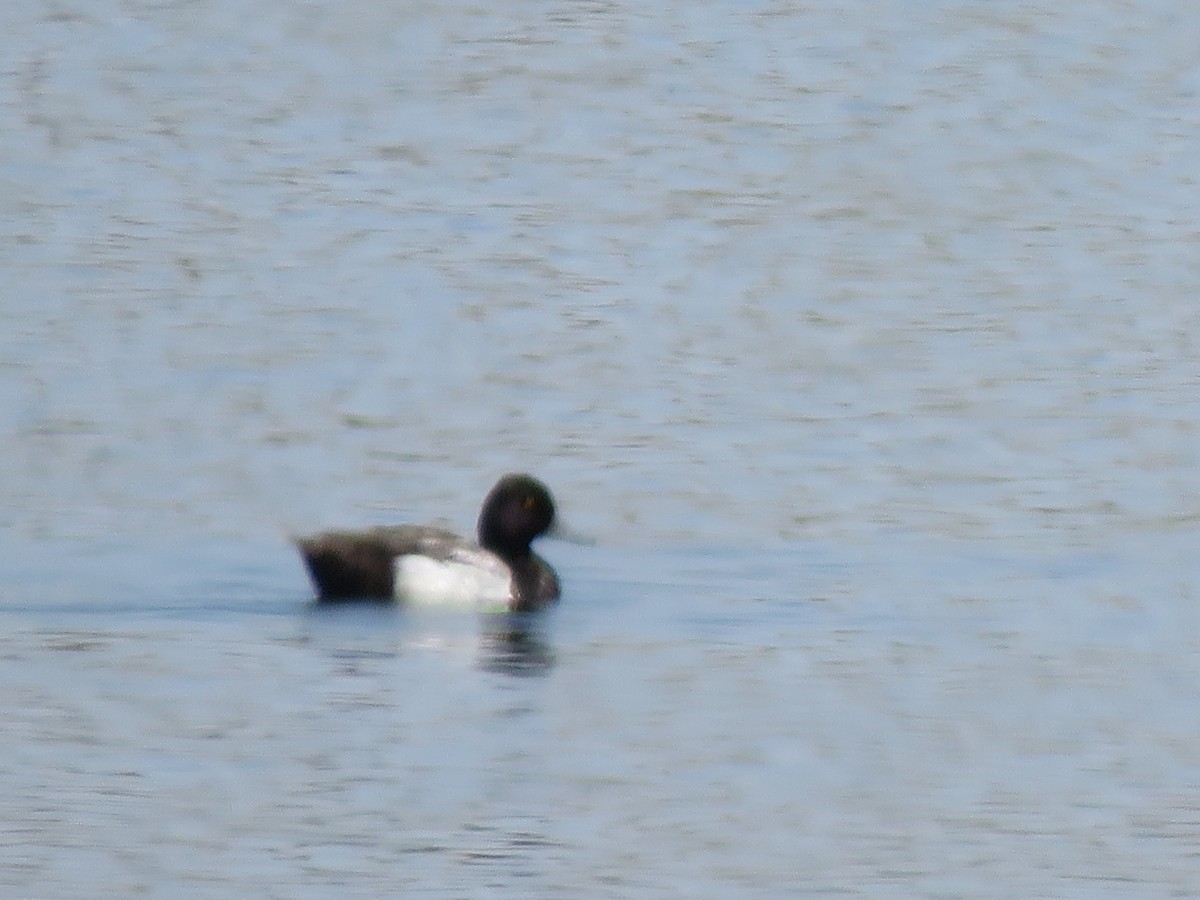 Lesser Scaup - Anthony  Hewetson