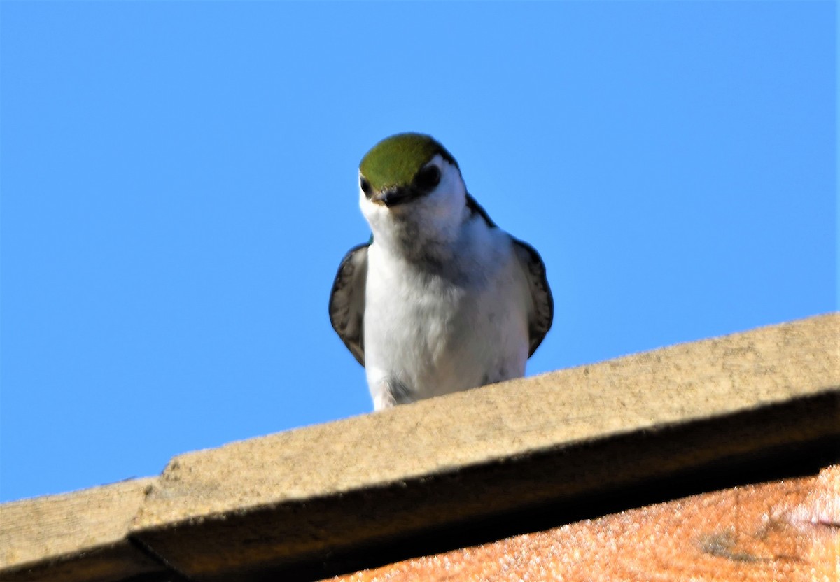 Violet-green Swallow - ML463391721