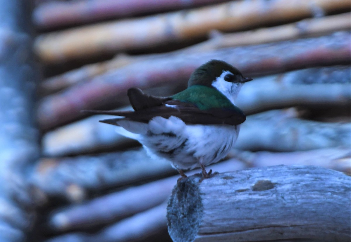 Violet-green Swallow - ML463391731