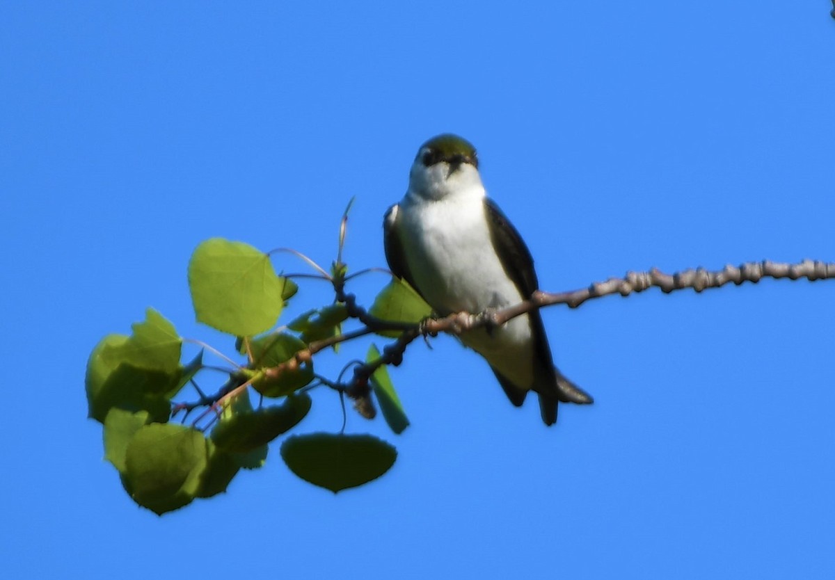 Violet-green Swallow - ML463391741