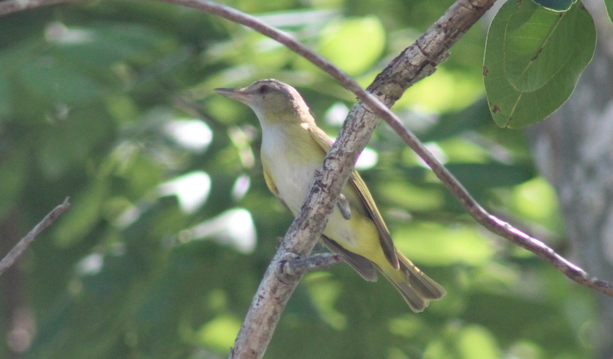 Yellow-green Vireo - BJ dooley