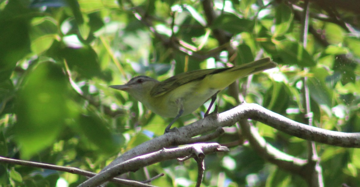 Sarı Böğürlü Vireo - ML463393111