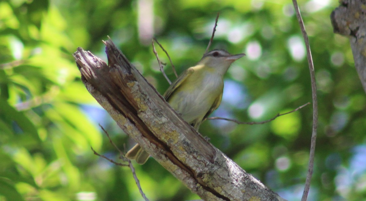 Sarı Böğürlü Vireo - ML463393261