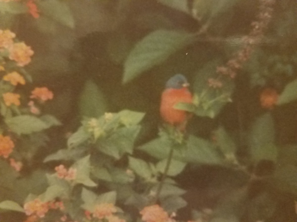 Painted Bunting - ML46339371