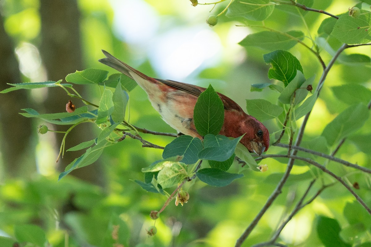 Purple Finch - ML463394931