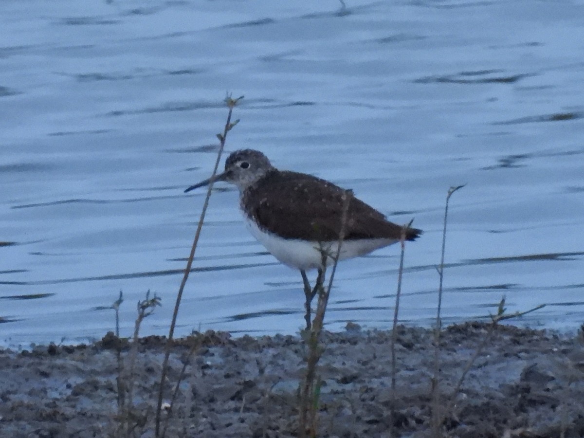 Green Sandpiper - Ramesh Desai