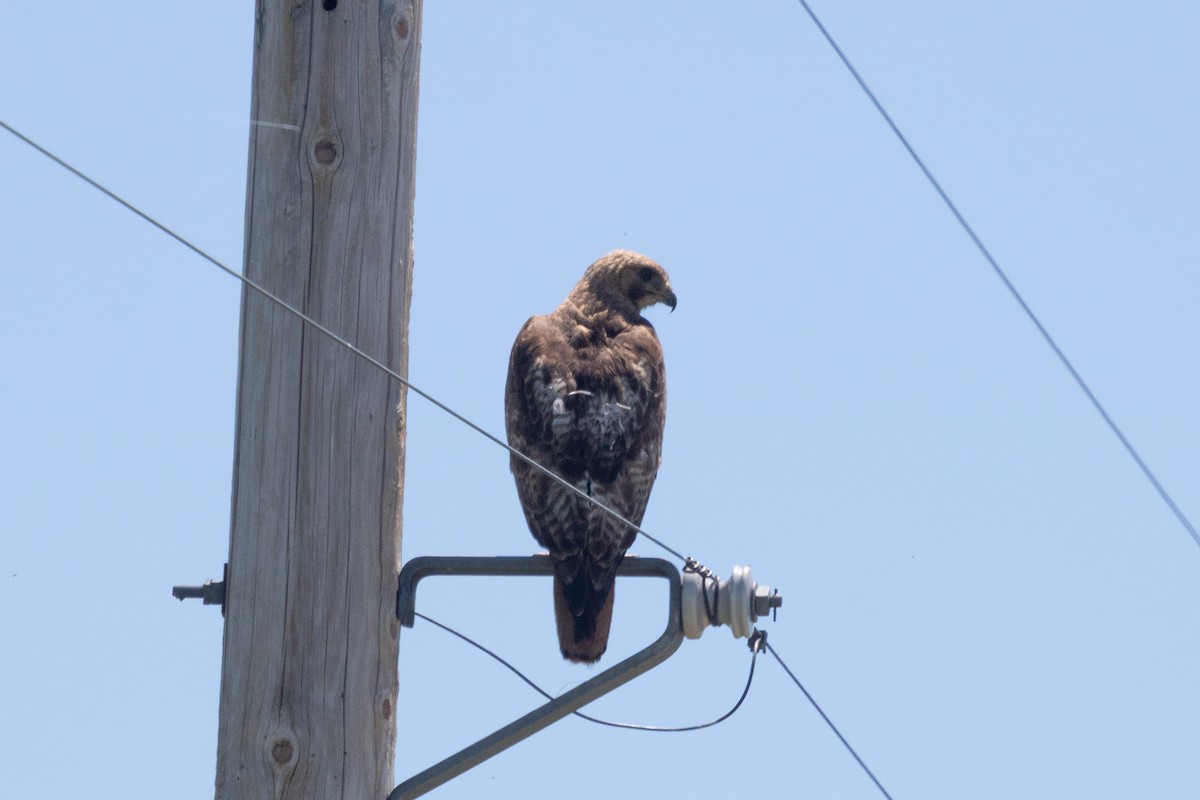 Red-tailed Hawk - ML463395661