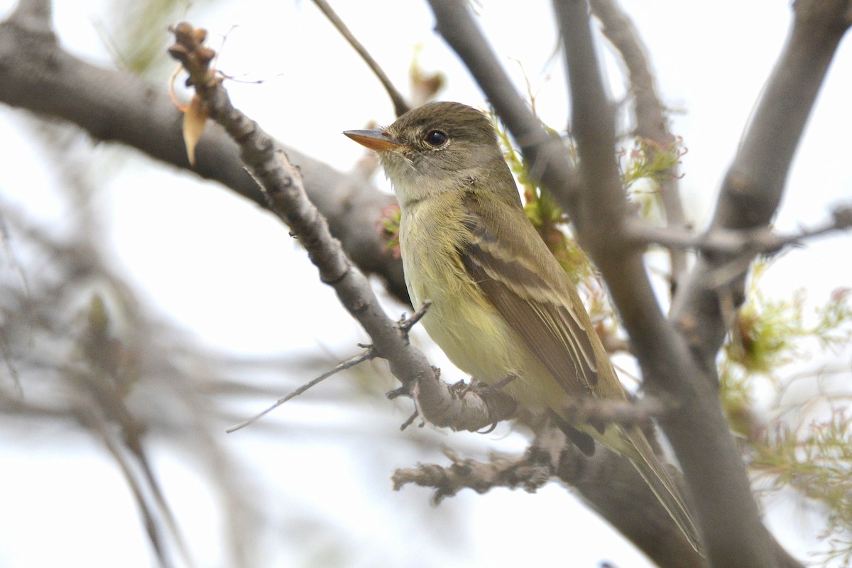 Willow Flycatcher - Asher  Warkentin