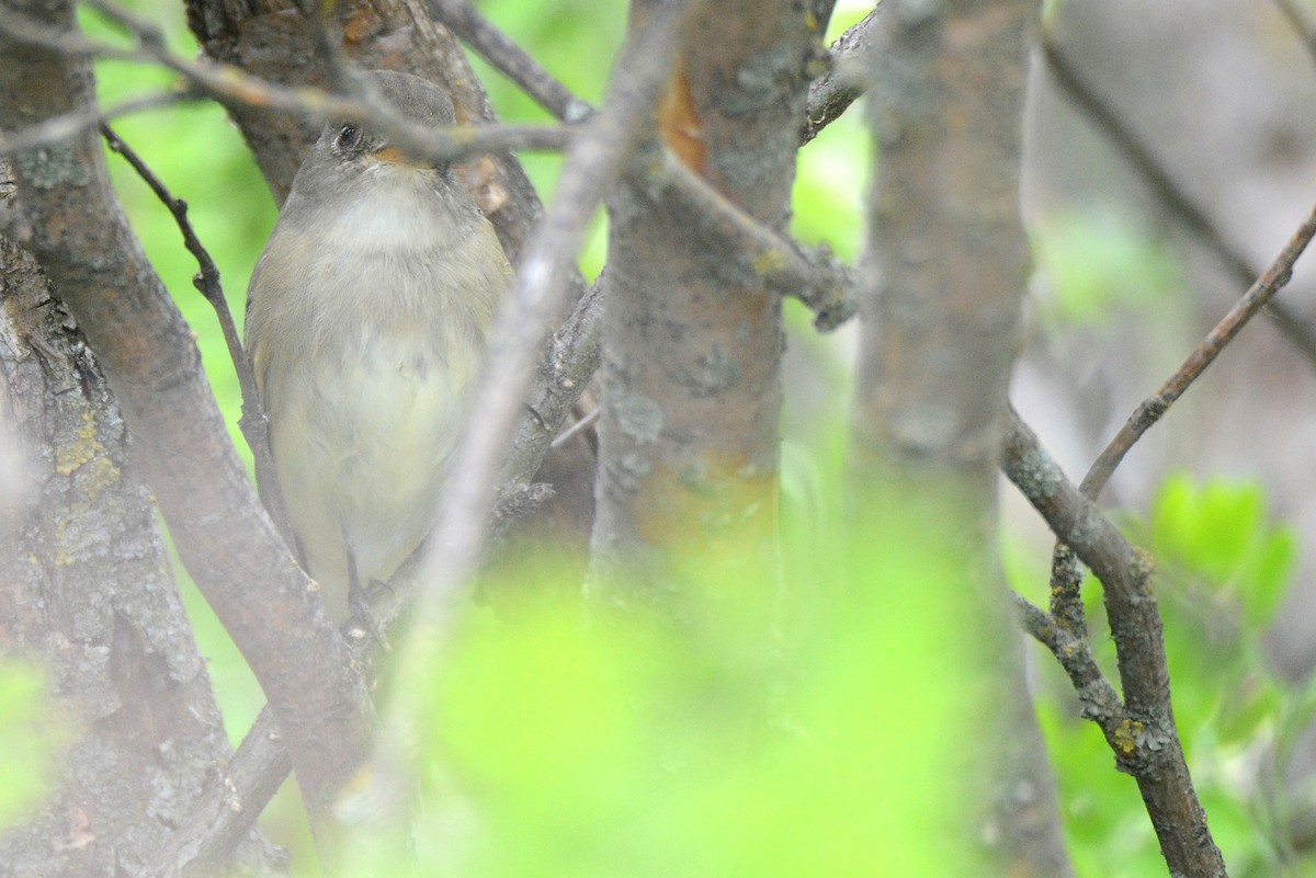 Willow Flycatcher - Asher  Warkentin