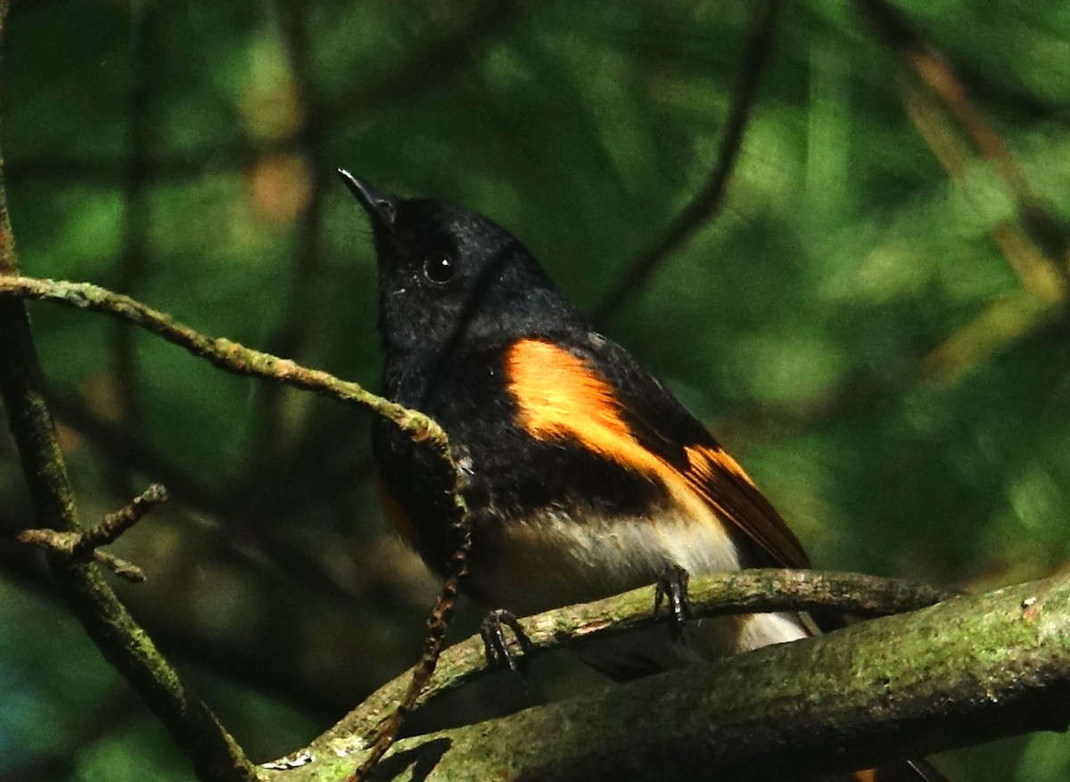 American Redstart - Thomas Jackman