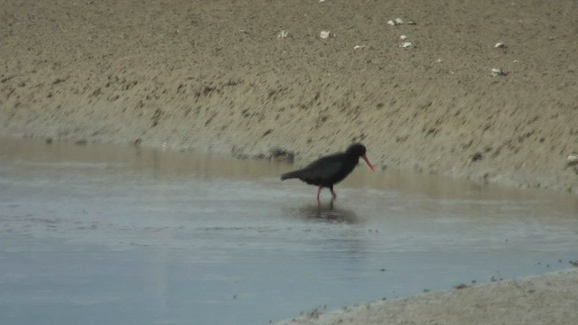 Variable Oystercatcher - ML463397631