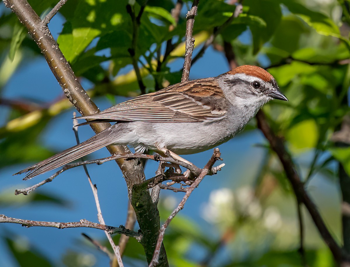 Chipping Sparrow - Iris Kilpatrick