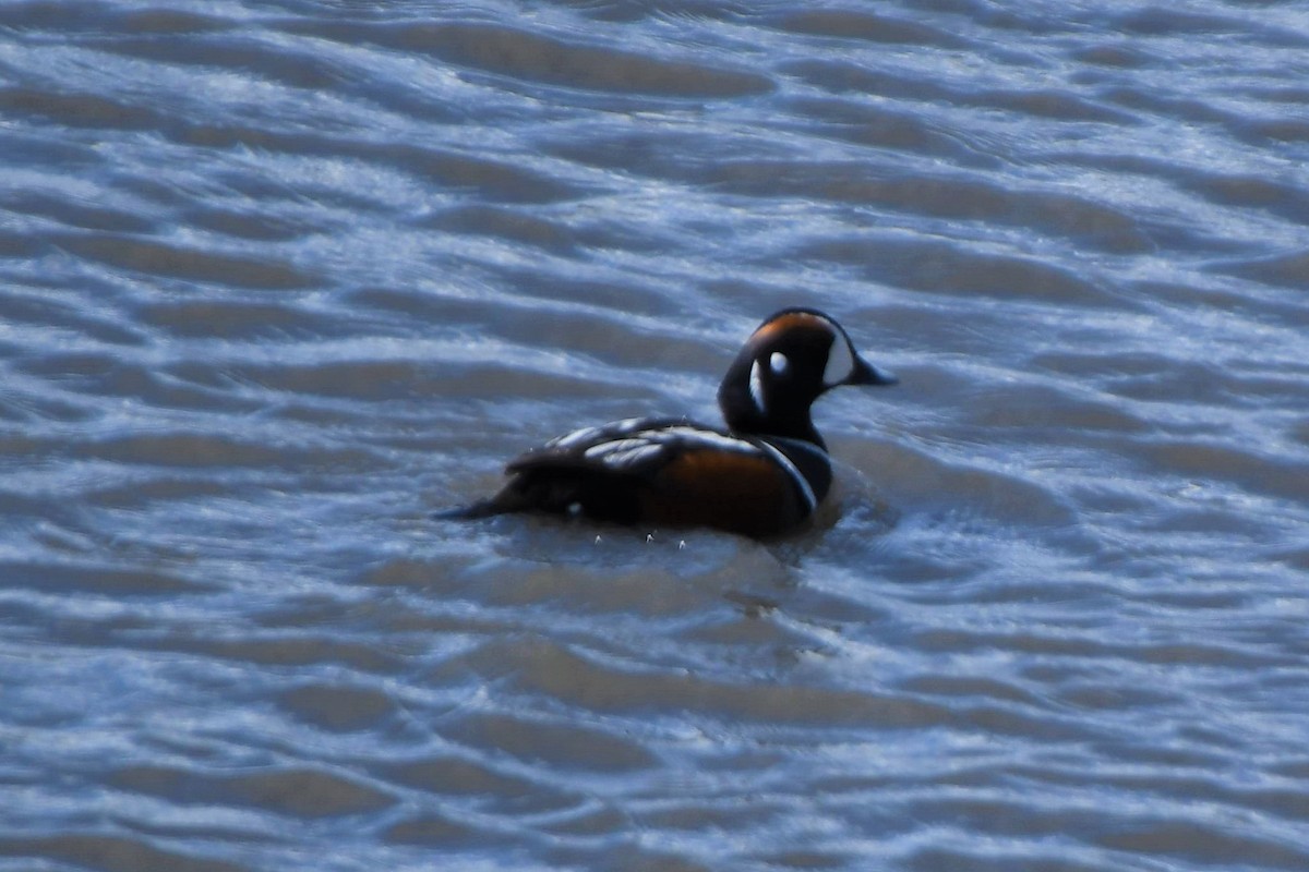 Harlequin Duck - ML463397851