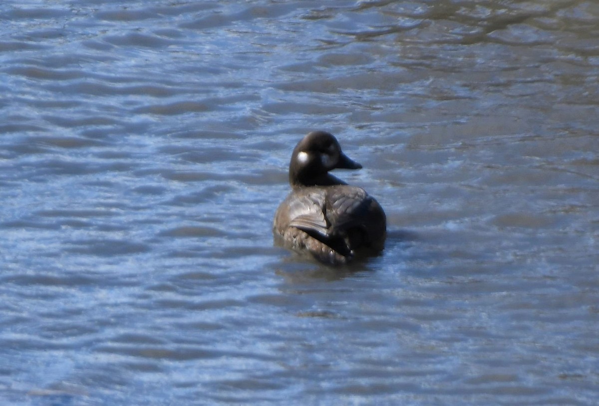 Harlequin Duck - ML463397891