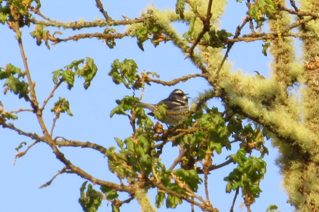 Black-throated Gray Warbler - Jeff Harding