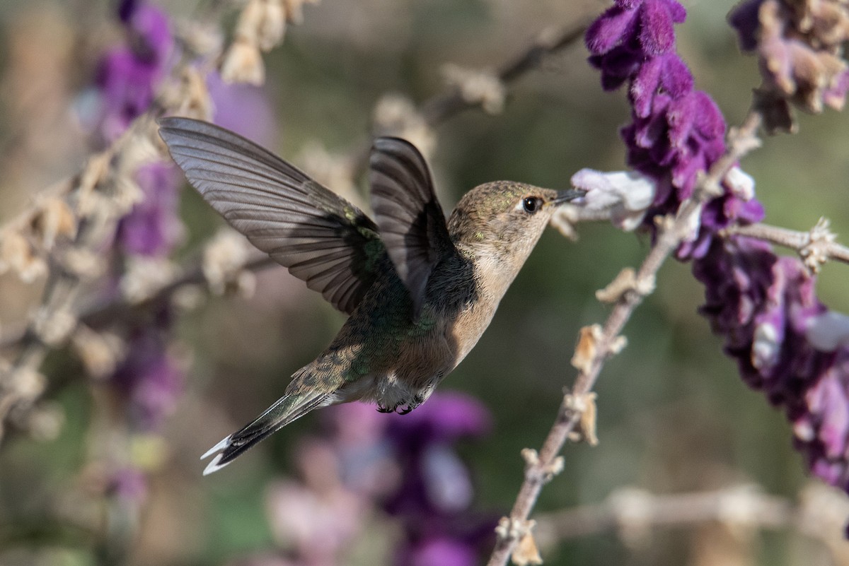 Peruvian Sheartail - Tamara Catalán Bermudez