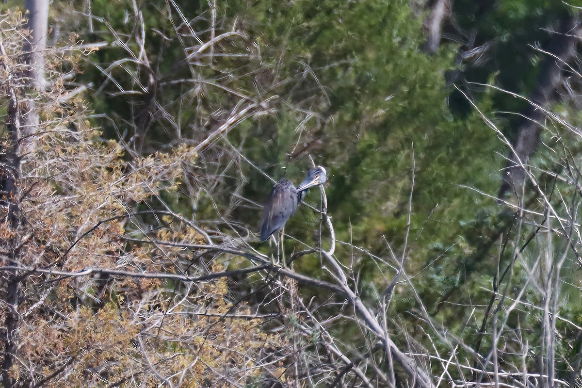 Garceta Tricolor - ML463399971