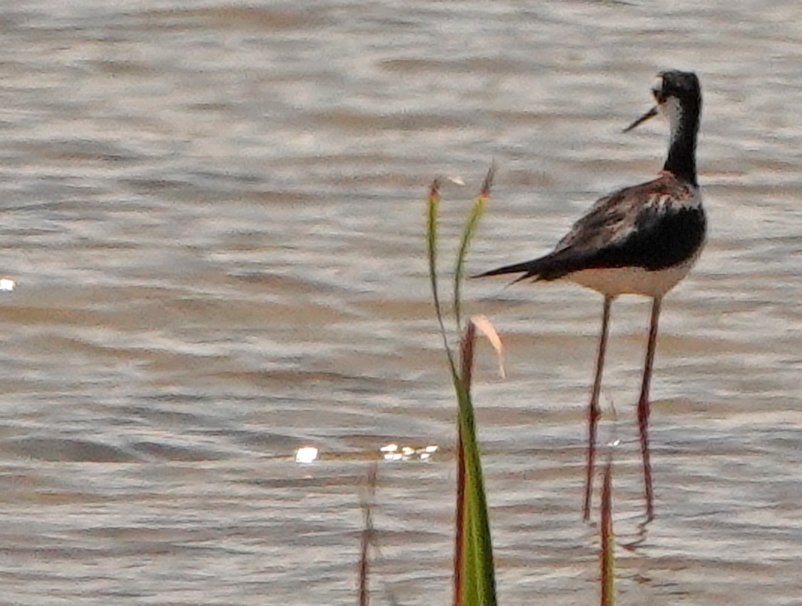 Black-necked Stilt - ML463400421