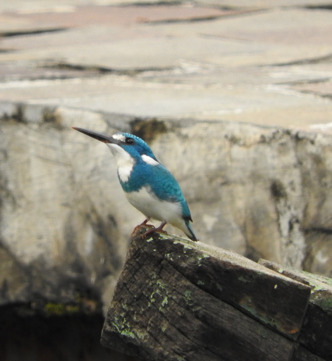 Small Blue Kingfisher - ML46340051