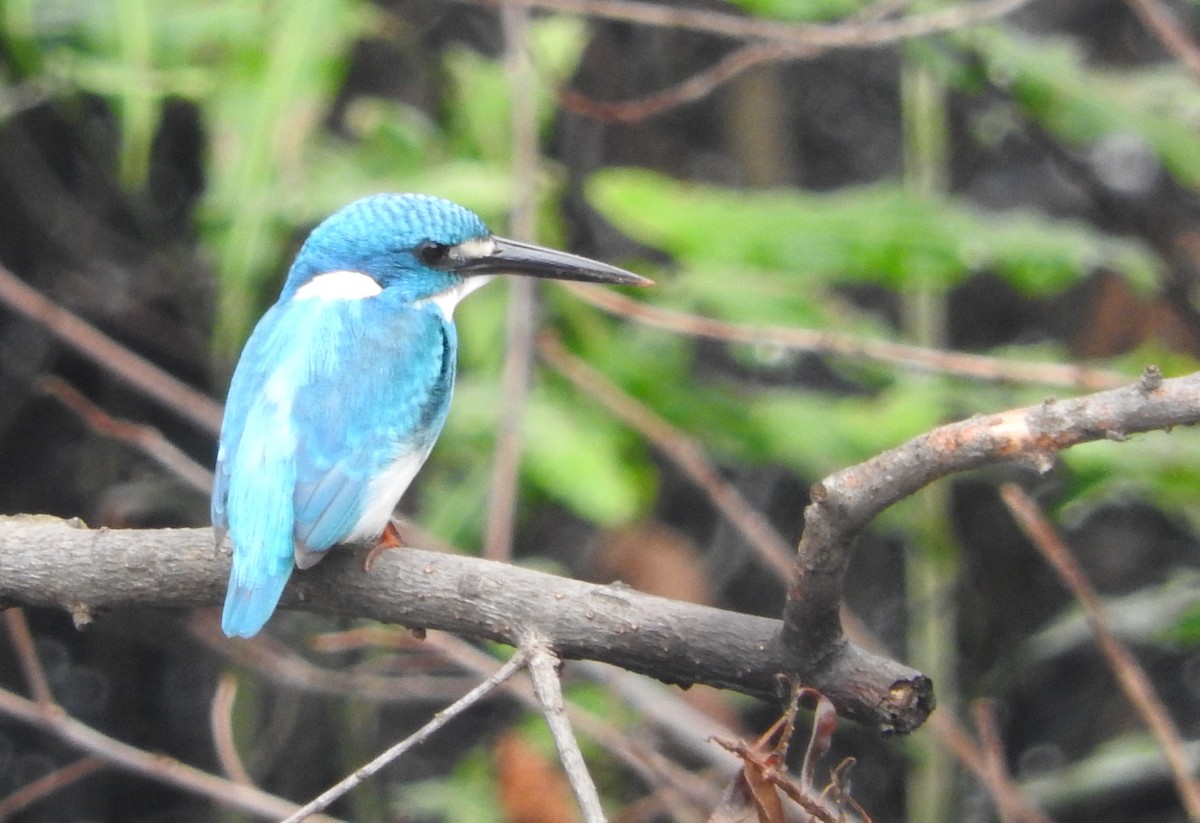 Small Blue Kingfisher - ML46340071