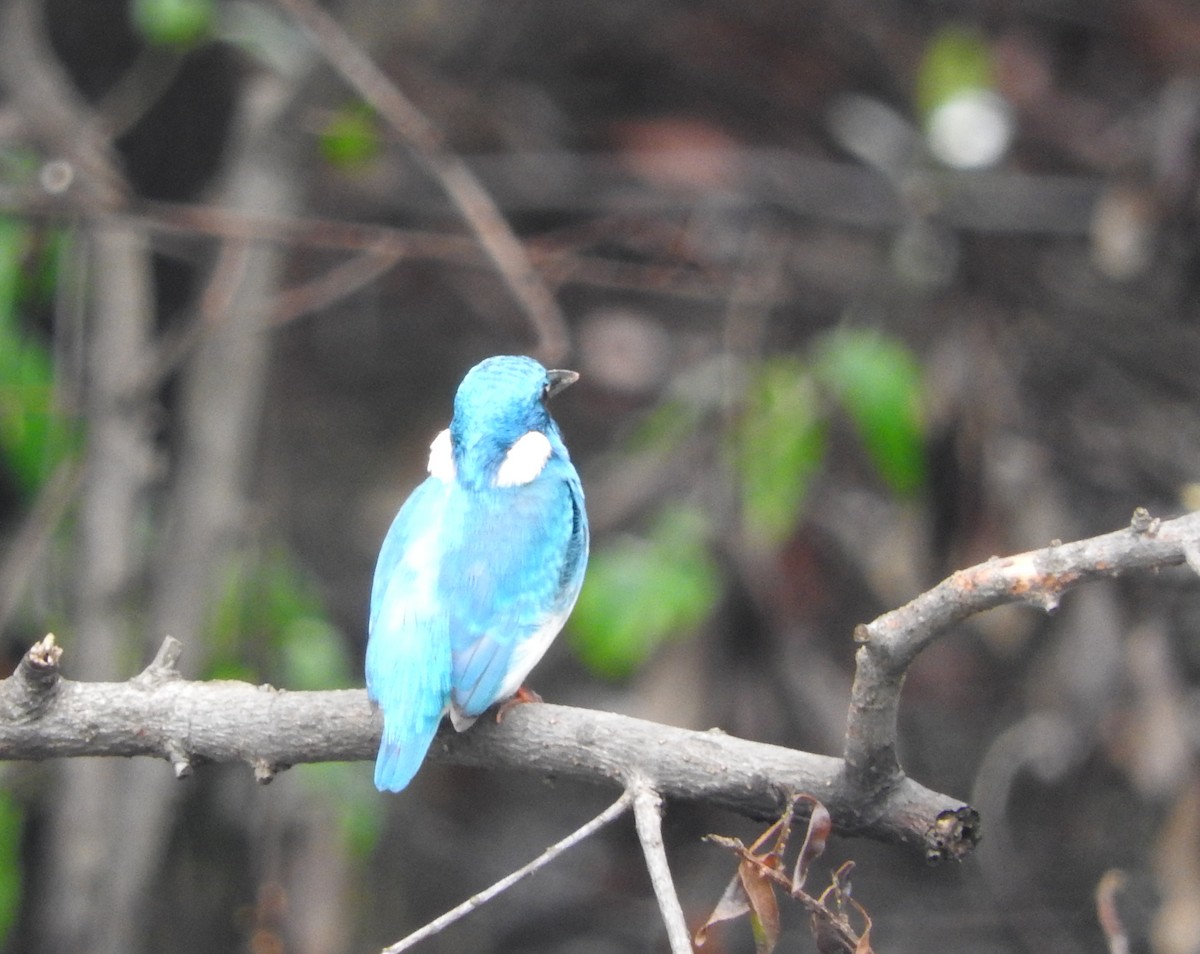 Small Blue Kingfisher - ML46340091