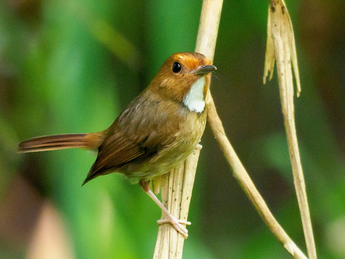 Rufous-browed Flycatcher - ML463402661