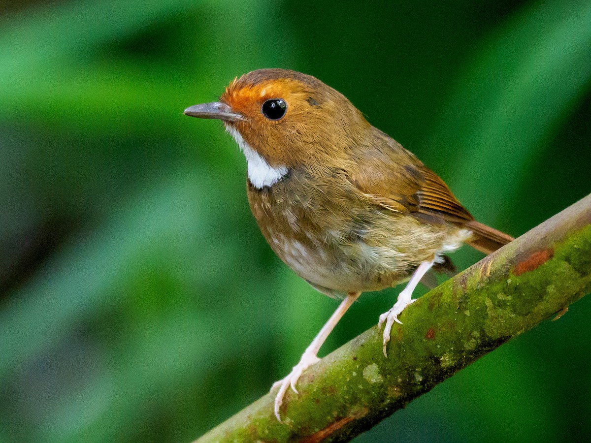 Rufous-browed Flycatcher - ML463402671