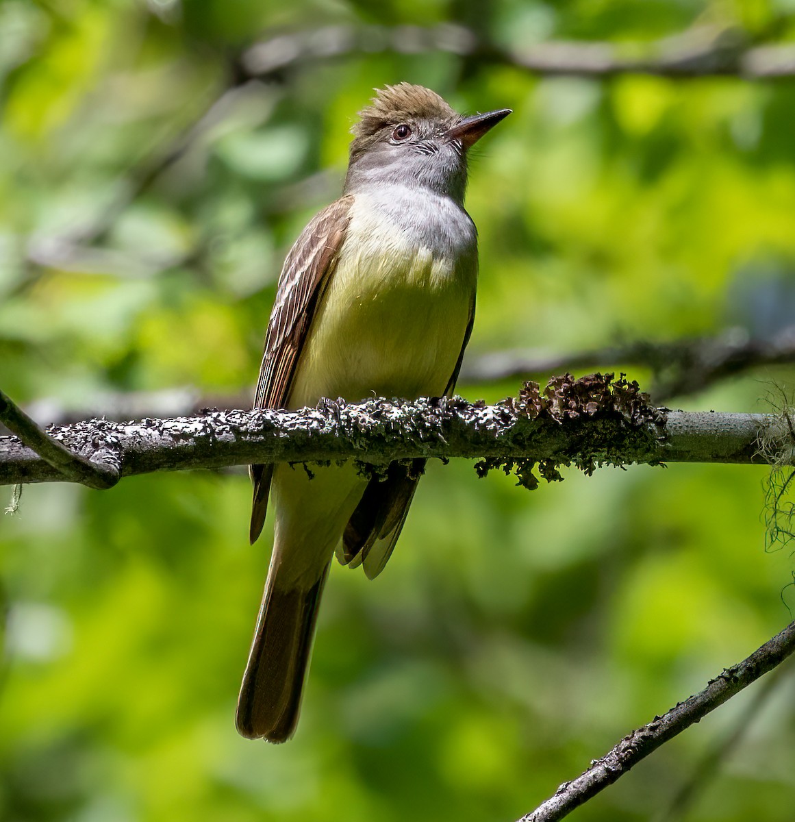 Great Crested Flycatcher - ML463404041