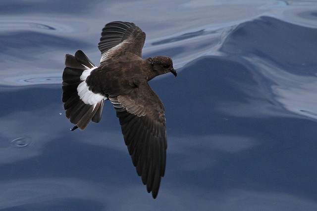 Wilson's Storm-Petrel - ML46340461