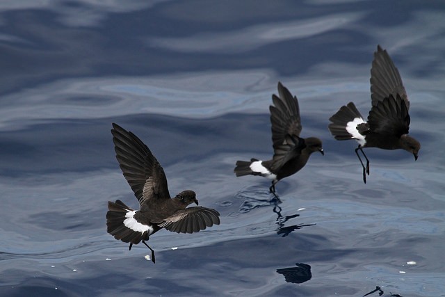 Wilson's Storm-Petrel - ML46340491