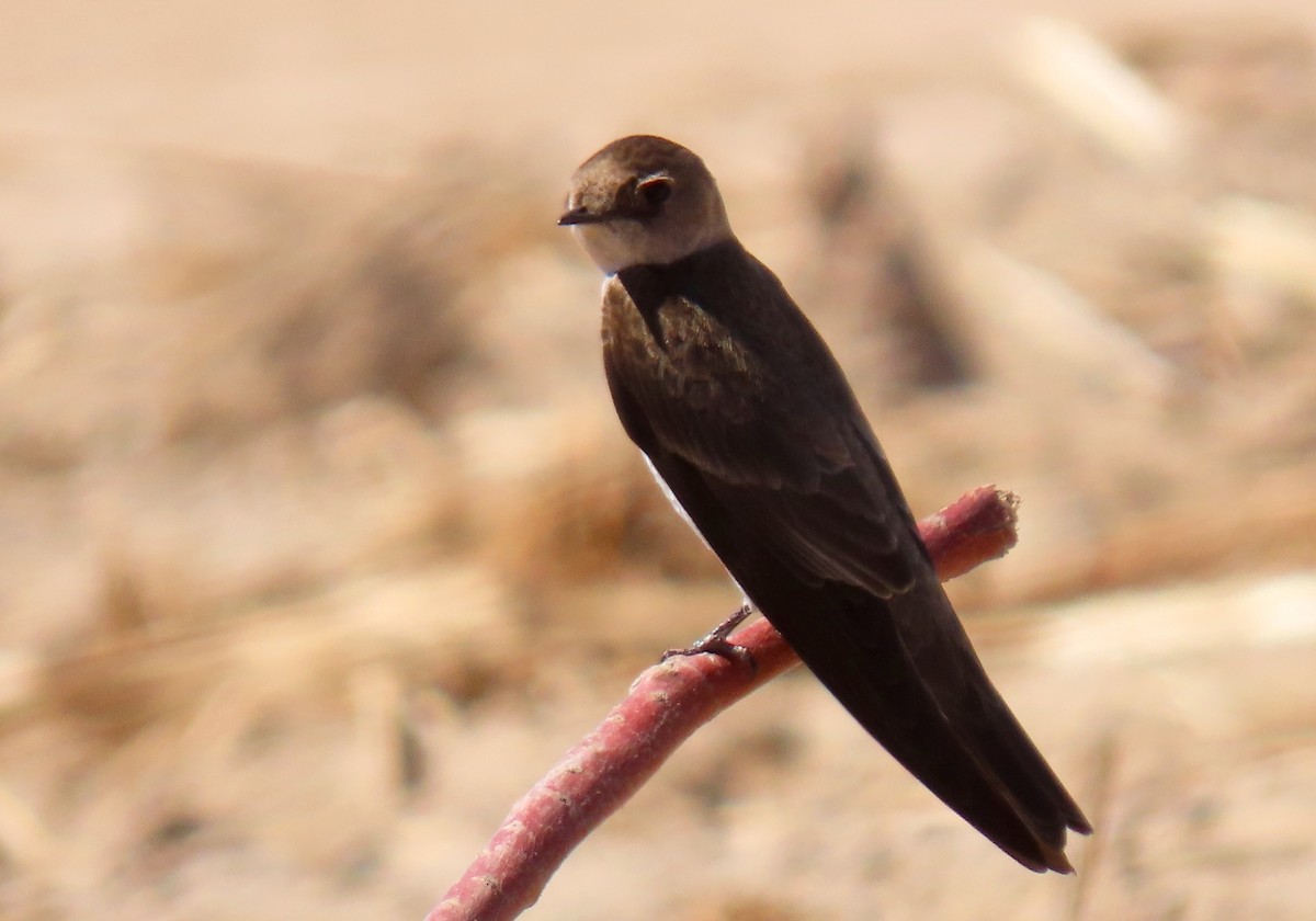 Northern Rough-winged Swallow - ML463405071