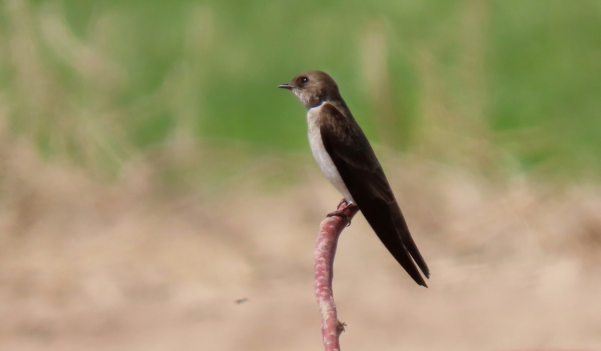 Northern Rough-winged Swallow - ML463405081