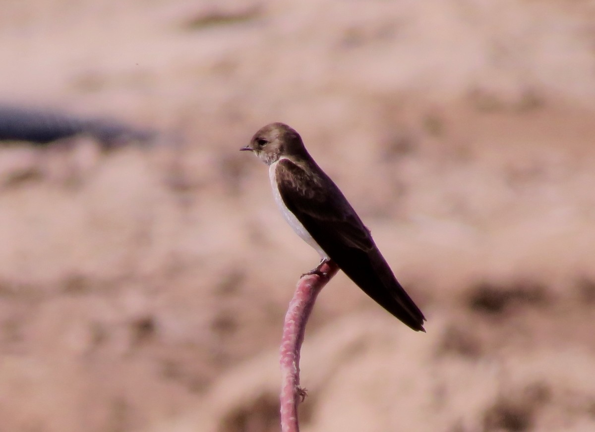 Northern Rough-winged Swallow - ML463405091