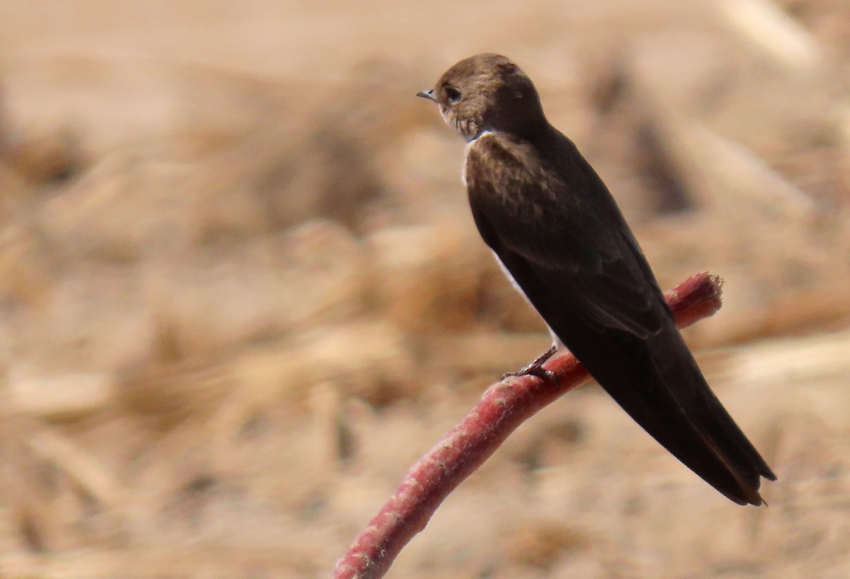Northern Rough-winged Swallow - ML463405101