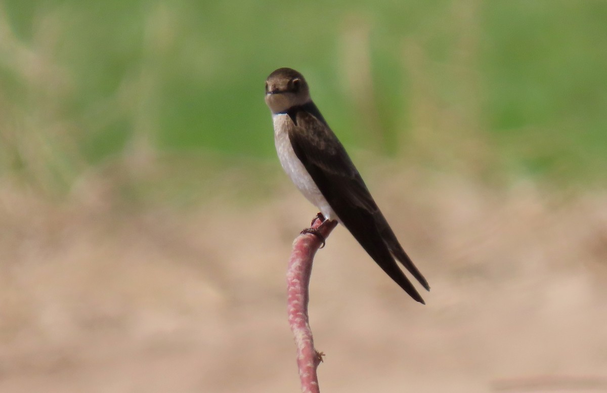 Northern Rough-winged Swallow - ML463405111
