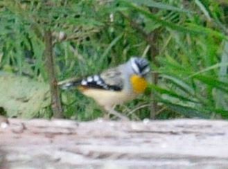 Spotted Pardalote - Don Caswell