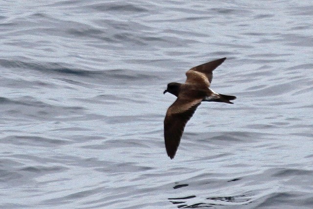 Leach's Storm-Petrel - ML46340681