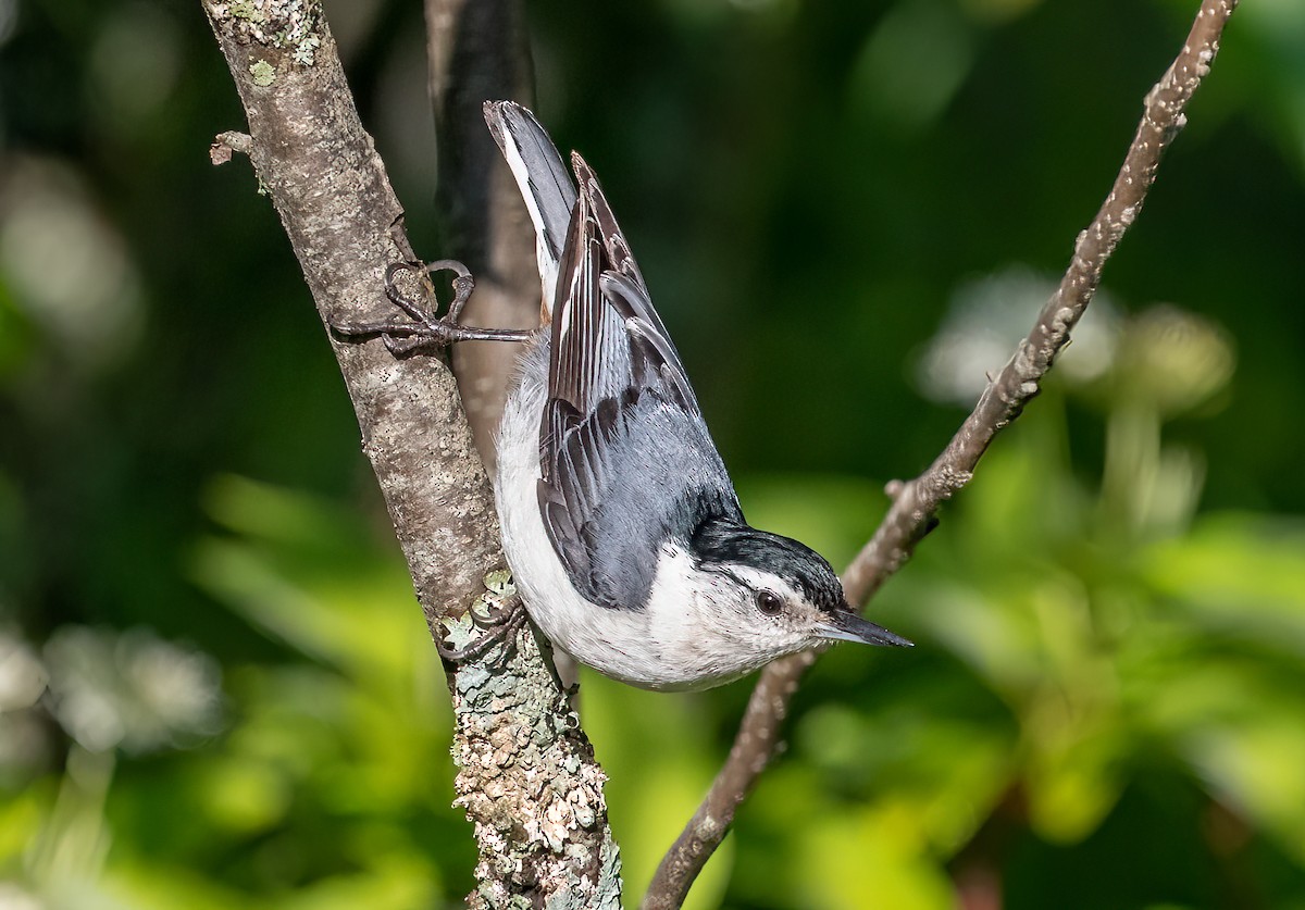 White-breasted Nuthatch - ML463408271