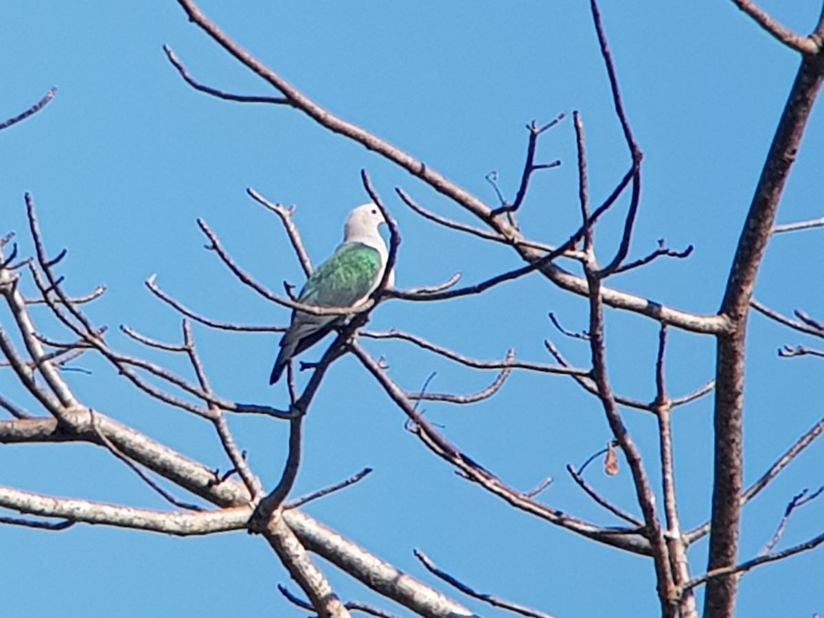Green Imperial-Pigeon - ML463409061