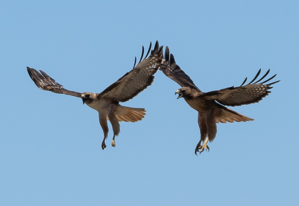 Red-tailed Hawk - ML463409691