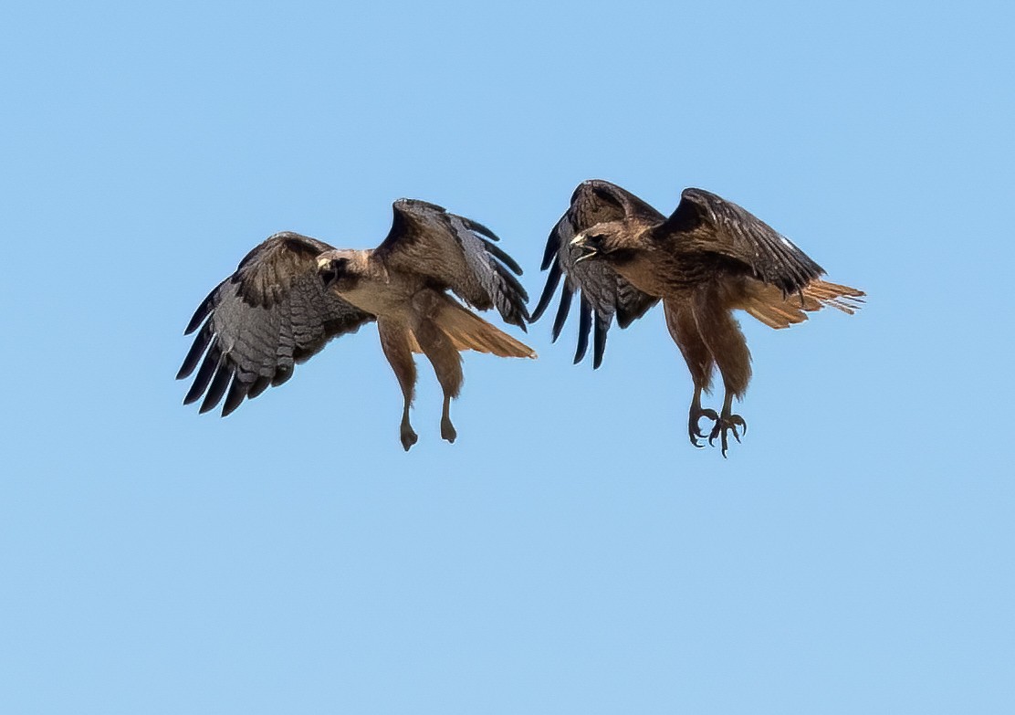 Red-tailed Hawk - ML463409701