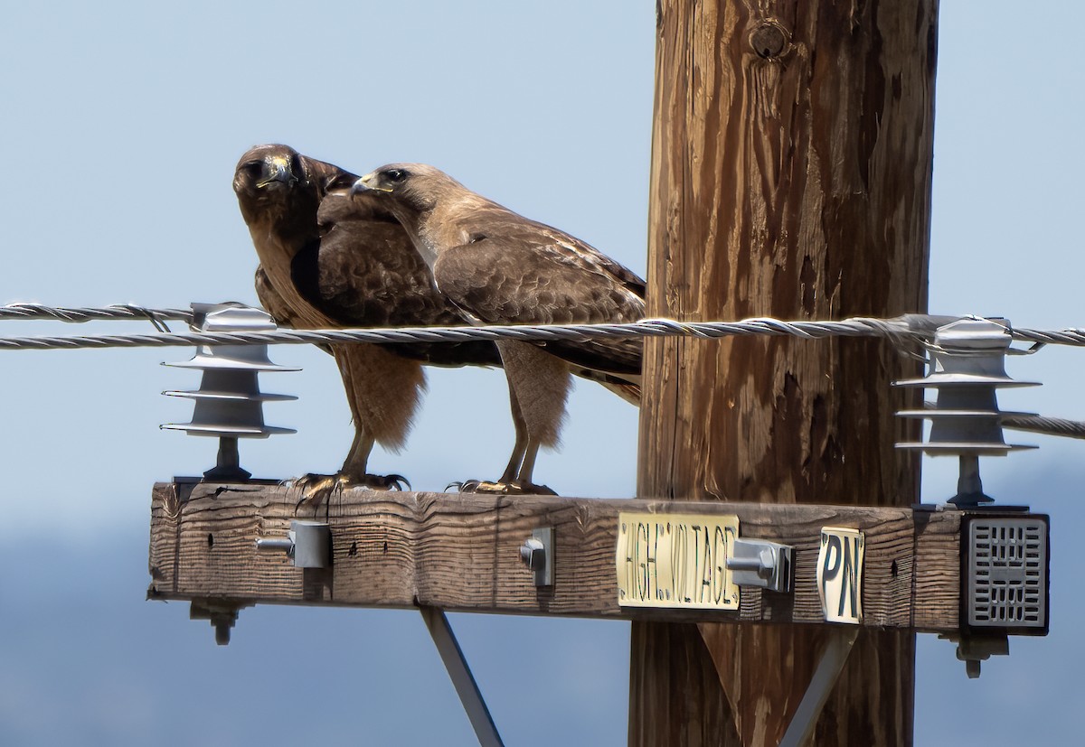 Red-tailed Hawk - ML463409791