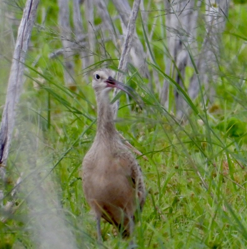 Long-billed Curlew - ML463410051