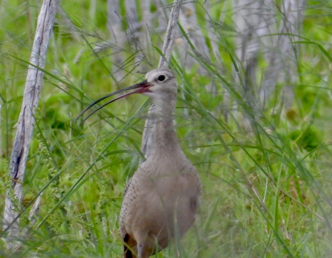 Long-billed Curlew - ML463410061