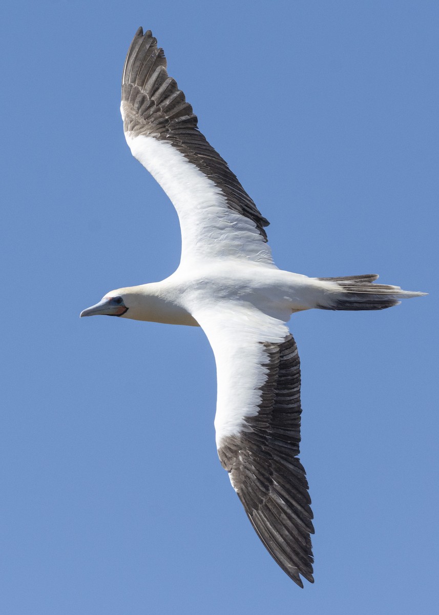 Red-footed Booby (Eastern Pacific) - ML463411271