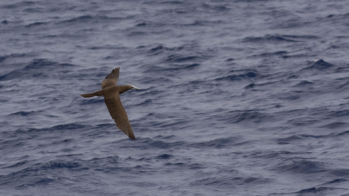 Brown Booby (Brewster's) - ML463411411