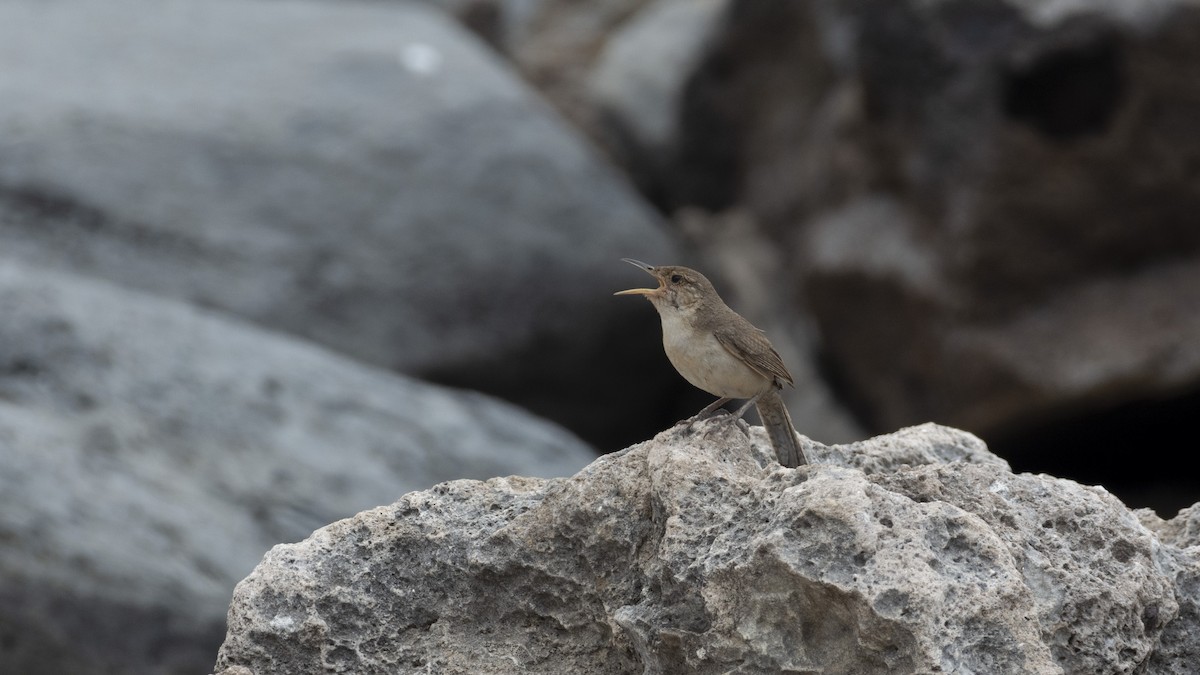 Clarion Wren - Alán Palacios